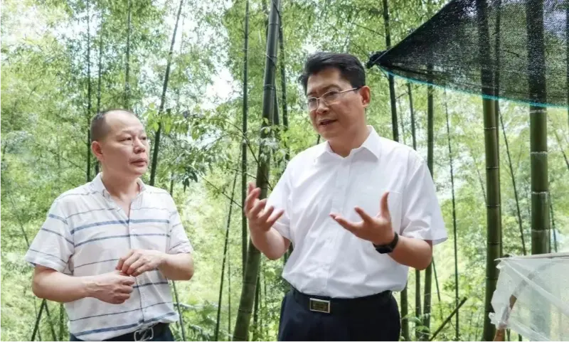 ທ່ານ Liu Shuo, ເລ​ຂາ​ຄະ​ນະ​ພັກ​ເທດ​ສະ​ບານ Pingxiang ກວດ​ກາ​ພື້ນ​ຖານ​ປູກ​ຝັງ Anoectochilus
