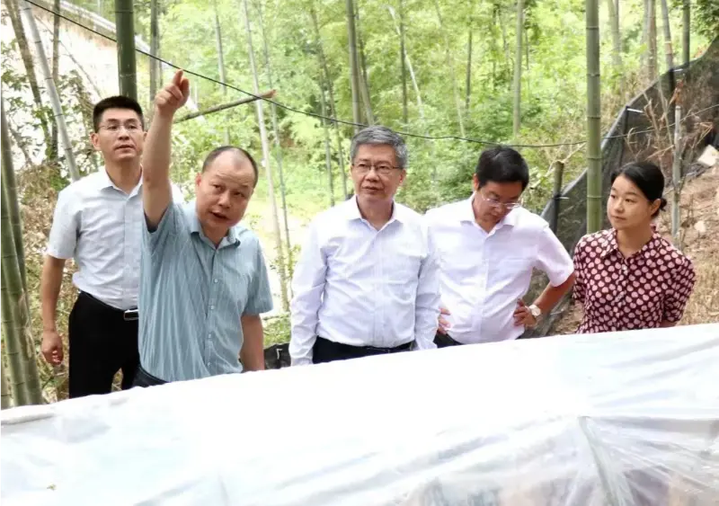 Liu Hongning, ຄະນະບໍດີສະຖາບັນຄົ້ນຄ້ວາຂັ້ນສູງຂອງມະຫາວິທະຍາໄລຢາພື້ນເມືອງຈີນ Jiangxi ແລະອະດີດເລຂາທິການໃຫຍ່ຂອງມະຫາວິທະຍາໄລ, ນຳ ພາກຸ່ມຊ່ຽວຊານຂອງແຂວງໃນການປະຕິຮູບການແພດພື້ນເມືອງຈີນຢ່າງຮອບດ້ານໃນເມືອງ Jiangxi ເພື່ອເຮັດການຄົ້ນຄວ້າຢູ່ຖານ Anoectochilus ຂອງພວກເຮົາ.